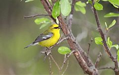 Blue-winged Warbler